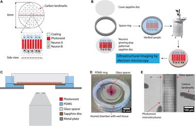 A Compartmentalized Neuronal Cell-Culture Platform Compatible With Cryo-Fixation by High-Pressure Freezing for Ultrastructural Imaging